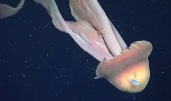 Video | Captan rara medusa fantasma del tamaño de un camión