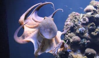 Chile identifica nueva especie de pulpo de aguas profundas