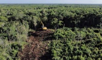WWF México y Banco Santander México buscan la restauración de la Selva Maya