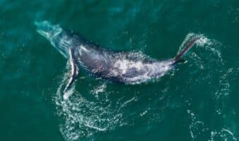 Sonidos, imágenes satelitales y paciencia: cómo la ciencia estudia a la megafauna marina que habita la mexicana Bahía de Banderas