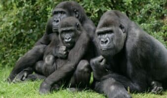 Nace una nueva pareja de crías gemelas de gorila en el Parque de Virunga en RD del Congo