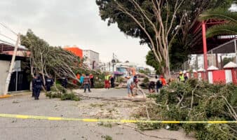 Fuertes vientos derriban una decena de árboles y un techo en la capital de Oaxaca