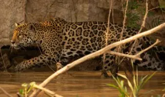Jaguares y ganaderos: un proyecto en México demuestra que pueden compartir el territorio | Estudio