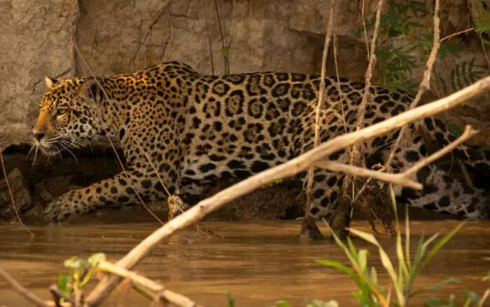 Jaguares y ganaderos: un proyecto en México demuestra que pueden compartir el territorio | Estudio