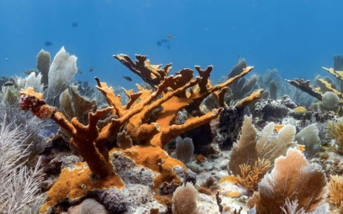 Las matronas de corales: científicas en México logran arrecifes más resistentes en sus laboratorios