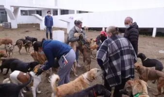 Refugio Franciscano asegura que no pueden darse en adopción los animales asegurados durante operativo