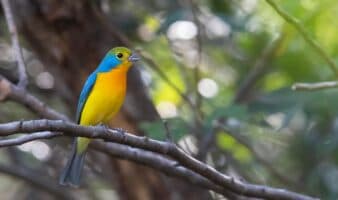 Audubon | Cinco proyectos que transforman las posibilidades de las aves y la gente en América Latina