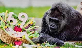 Fatou cumple 69 años y se convierte en la gorila más longeva del mundo