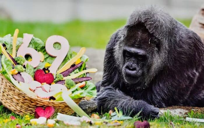 Fatou cumple 69 años y se convierte en la gorila más longeva del mundo