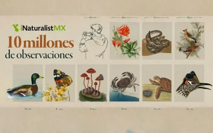 10 millones de miradas a la naturaleza: México hace historia con iNaturalistMX