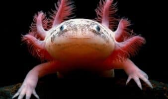 Aparece ajolote bajo un puente en Reino Unido; ¿cómo llegó ahí?