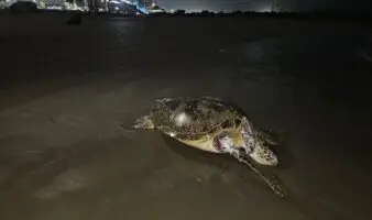 Lo mejor de Aristegui en Vivo: Fuga en ducto de Pemex provocó derrame en el Golfo; EE. UU. alerta por jueces en México (17/04/2026)