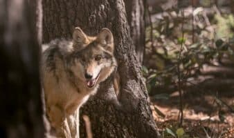 Liberan a nueva familia de lobos mexicanos en Durango