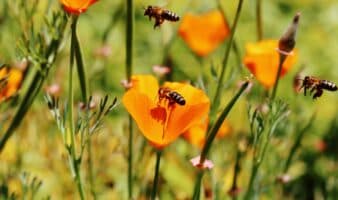¡Salvemos a las abejas! Gobierno lanza esta campaña