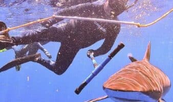 Colgar los anzuelos: los pescadores que impulsan un refugio de tiburones en México | Mongabay