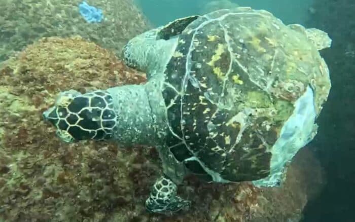 Redes fantasma amenazan tortugas marinas en Acapulco