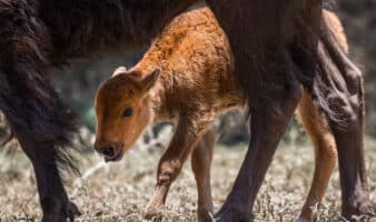 Nacen las primeras crías de bisonte americano en el norte de México tras décadas de ausencia
