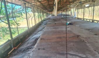 Profepa anuncia retiro total de cerdos de granja sancionada en Yucatán