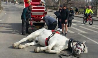 ¡Victoria para los caballos! Suspenden paseos en carruajes en Central Park