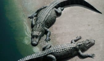 Detienen a hombre por presuntamente tirar a niño a recinto de cocodrilos en zoológico de Inglaterra