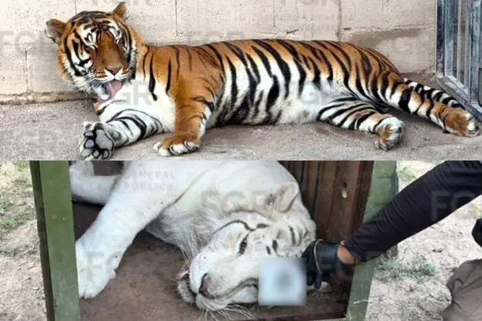 Tras denuncia de hombres armados y animales exóticos, FGR rescata tigres de bengala y ocelote
