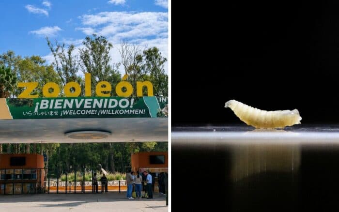 Gusano barrenador llega por primera vez a un zoológico de México