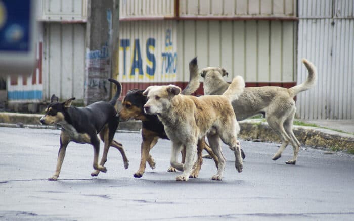 Fundación Manuel Rozada denuncia presunto despojo de patrimonio destinado al rescate de perros y gatos abandonados