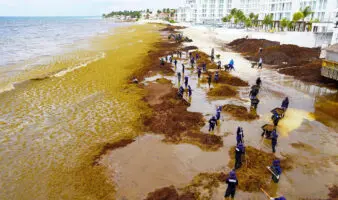 Proponen crear una industria basada en el sargazo para atender la crisis en el Caribe mexicano