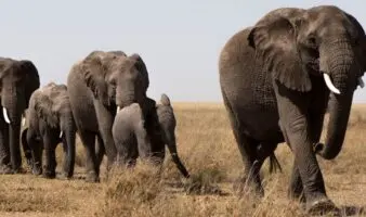 Investigan posible envenenamiento de elefantes en Kenia