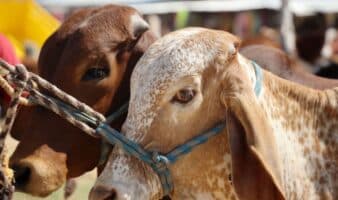 México crea consejo para erradicar el gusano barrenador del ganado