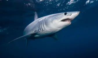 Ola de calor marina altera fauna y acerca tiburones a playas