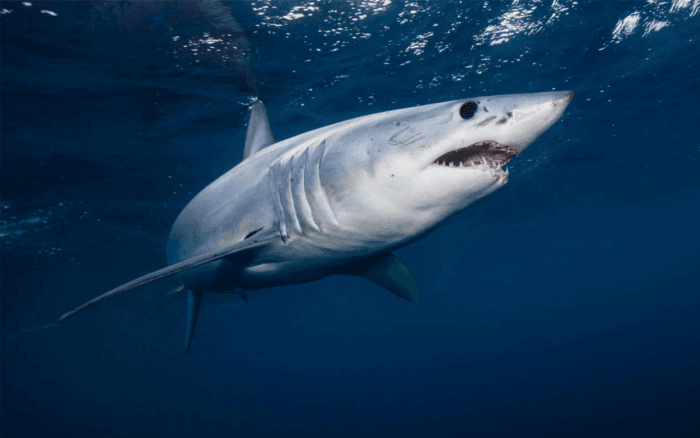 Ola de calor marina altera fauna y acerca tiburones a playas