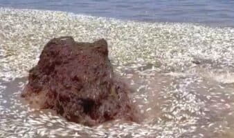 Detectan cientos de peces muertos en Puerto Morelos: indagan sargazo como posible causa