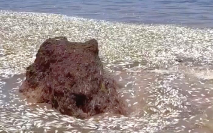 Detectan cientos de peces muertos en Puerto Morelos: indagan sargazo como posible causa