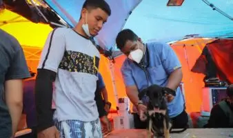 Refugios de animales, desbordados tras los devastadores terremotos en Venezuela
