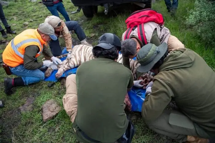 Matan a tigre de Bengala tras intensa búsqueda en Edomex