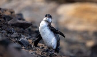 'Por el fenómeno de El Niño, va a haber pingüinos de Galápagos que no van a sobrevivir' | Mongabay Latam