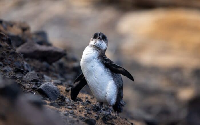 'Por el fenómeno de El Niño, va a haber pingüinos de Galápagos que no van a sobrevivir' | Mongabay Latam