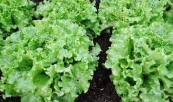 Cofepris: no se determinó que productos mexicanos fueran origen de brotes de Salmonella y Cyclospora en EE.UU.