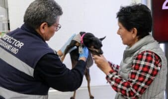 Perros deben pasar inspección contra gusano barrenador para cruzar la frontera México-EE. UU.