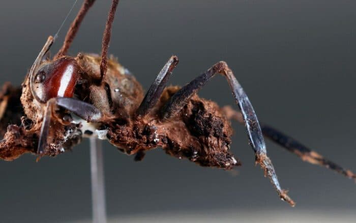 Descubren en México seis 'hongos zombis', uno bautizado en honor a Guillermo del Toro