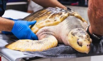 Rhossi, la rara tortuga que llegó a Gales desde Texas