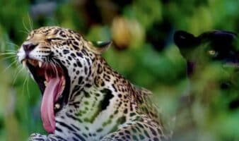 Safari Altamira niega decomiso de animales en operativo por huachicol