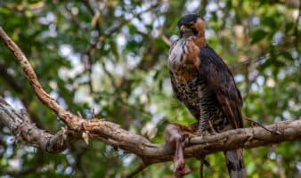 Crónicas de un naturalista: Mi encuentro con el águila más elegante de México | Por Zabdiel Ademar Peralta Fonseca