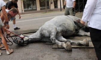 ¡Histórico! Nueva York prohíbe los carruajes tirados por caballos tras 20 años de debate